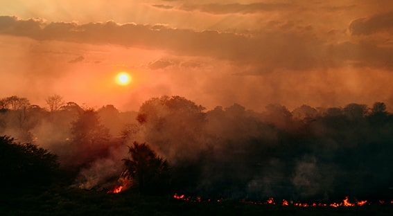 wild fire