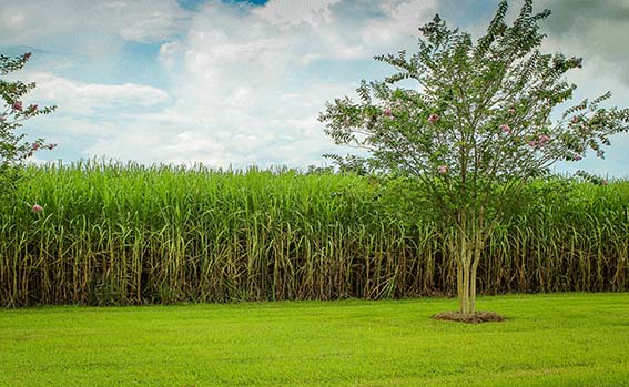 sugar cane field